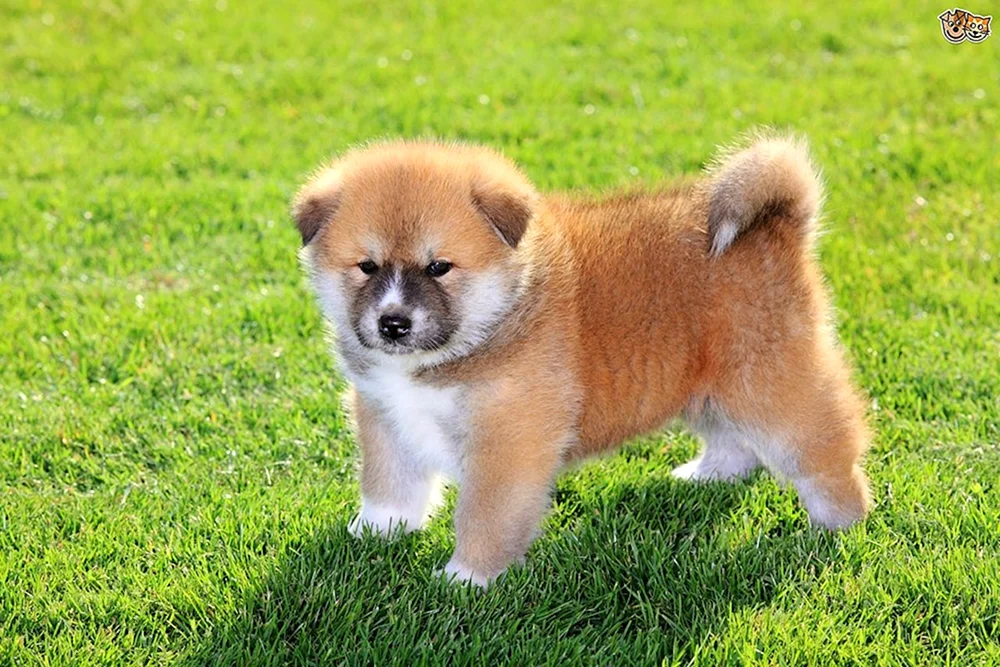 Siba Inu