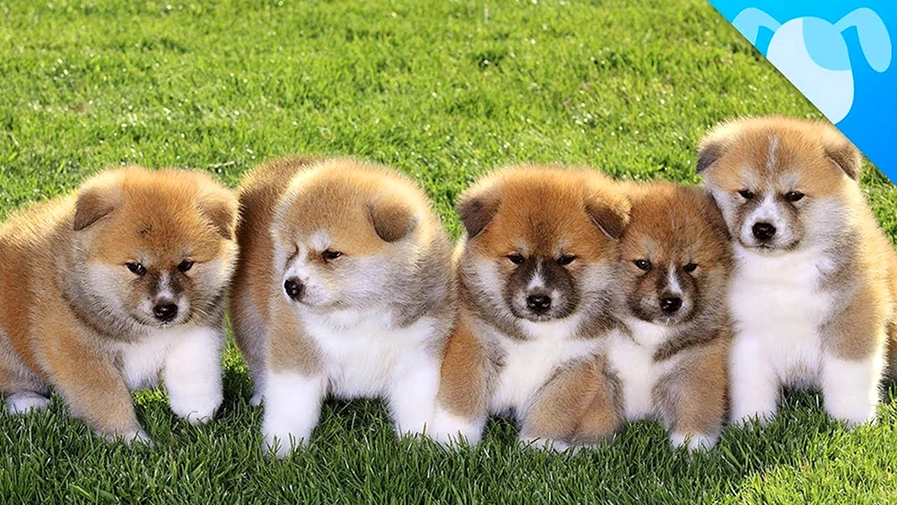 Pomeranian Spitz Boo