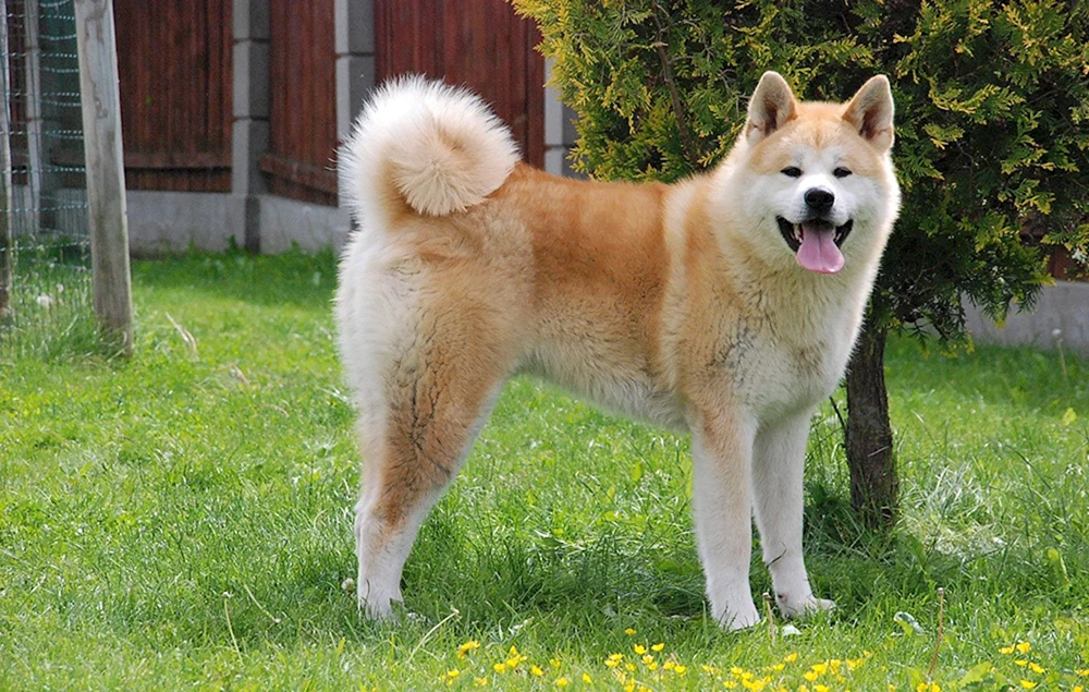 Amerikanischer Akita