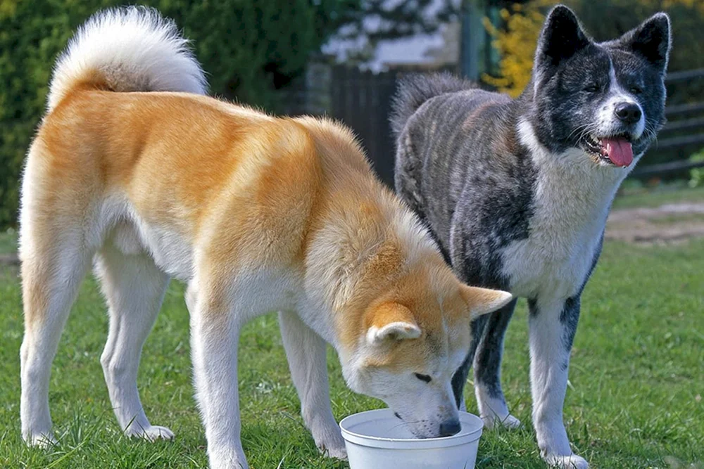 Amerikanischer Akita