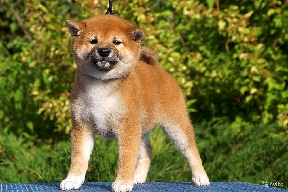 Akita Inu