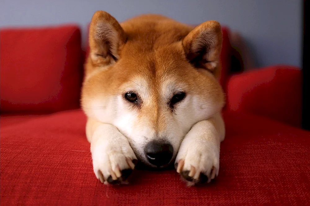 Akita inu