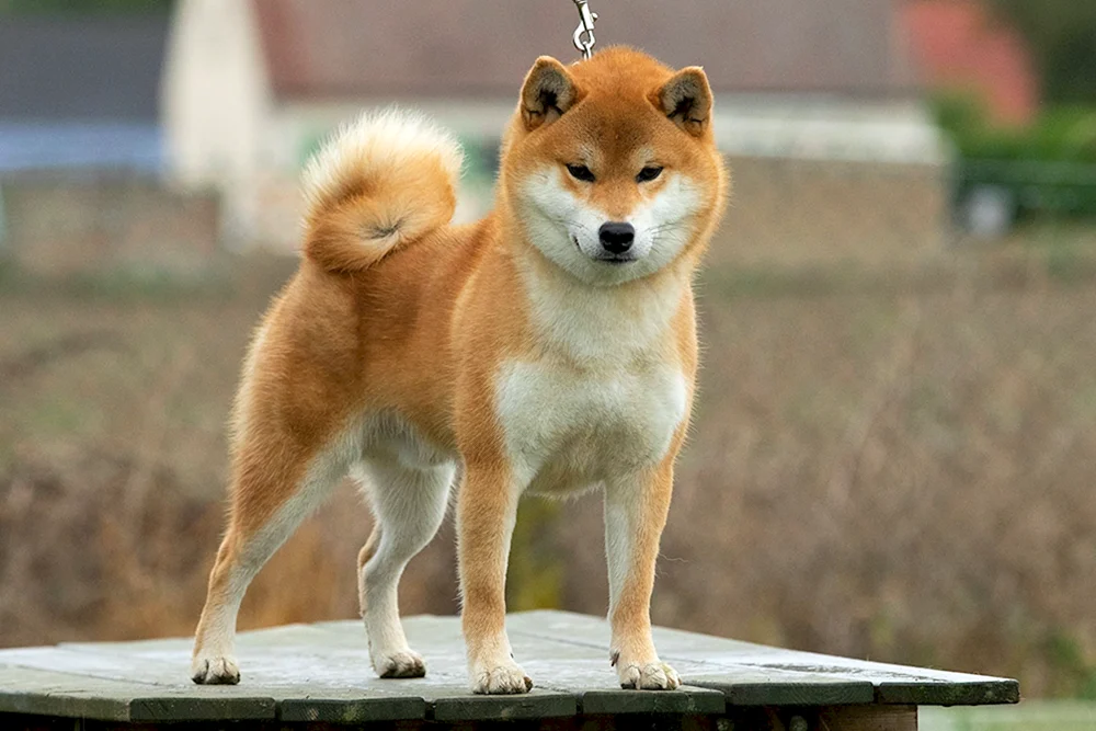 Japanische Hunderasse Shiba Inu