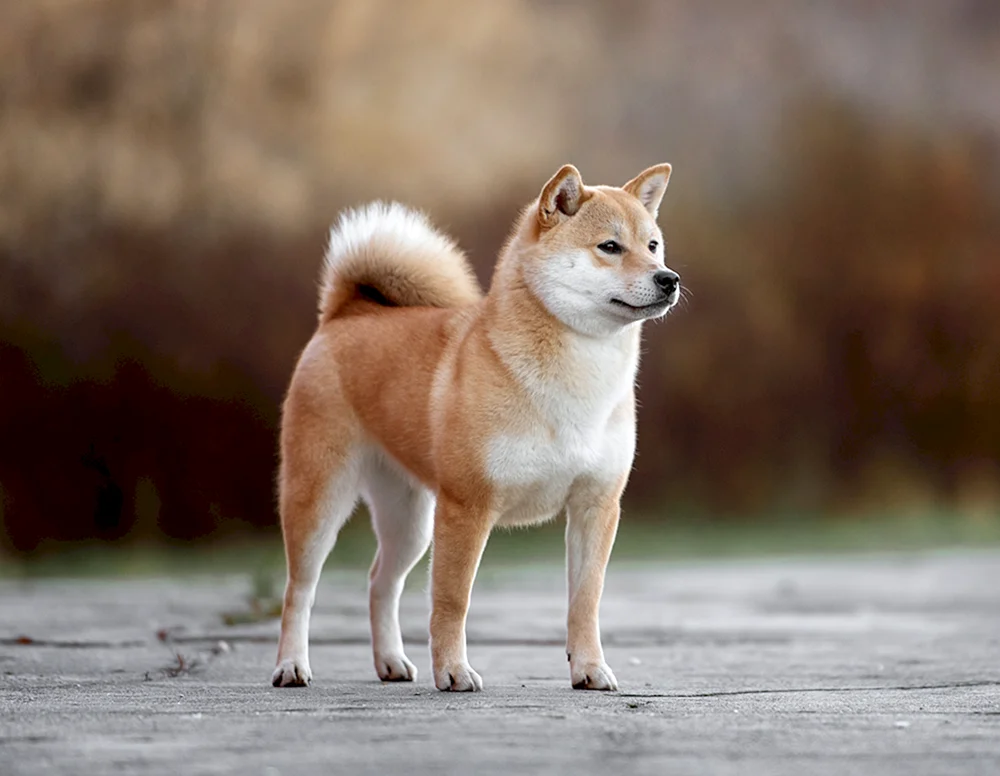 Akita Inu