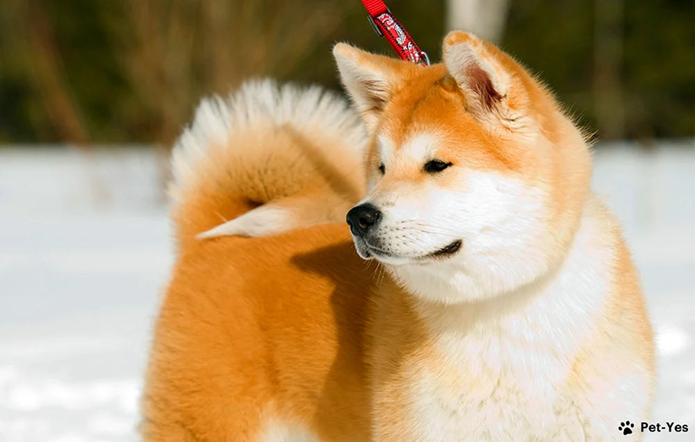 Großspitz flauschig