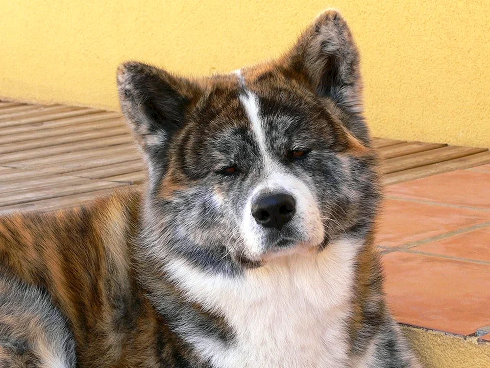 Japanischer Akita Inu