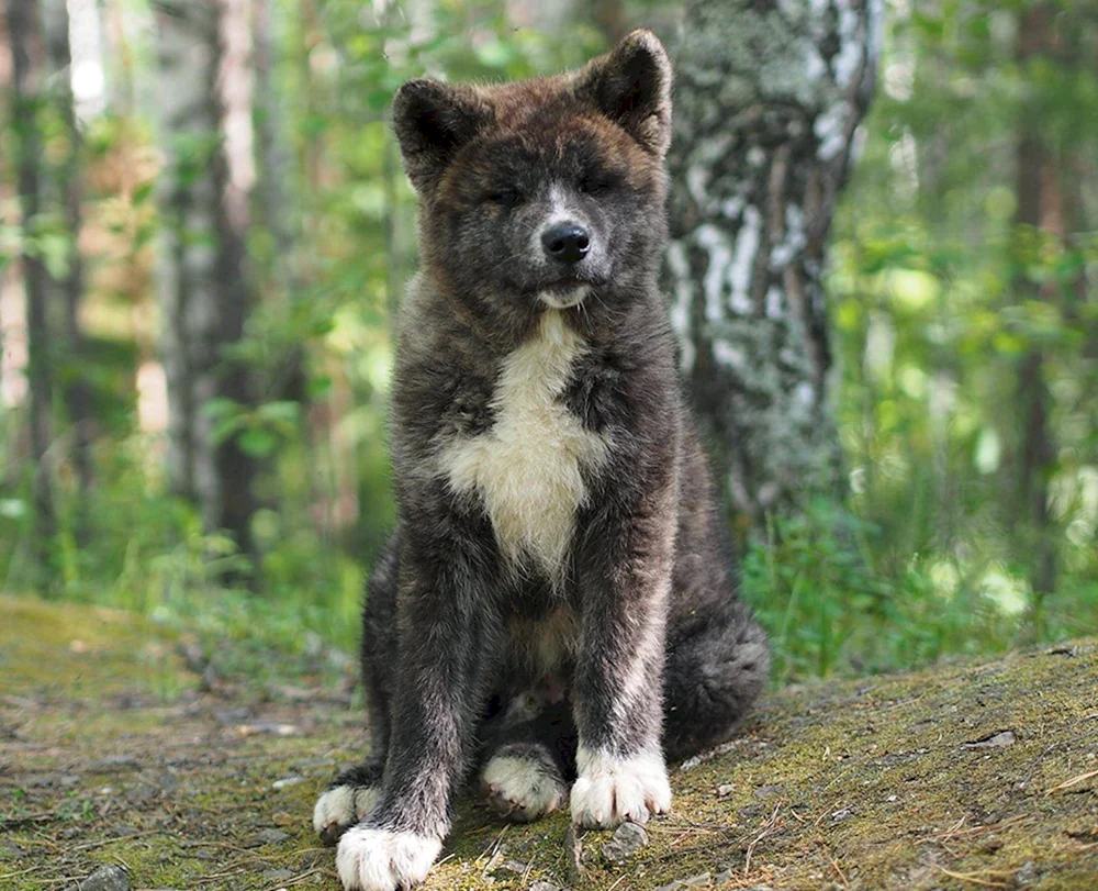 Akita Inu