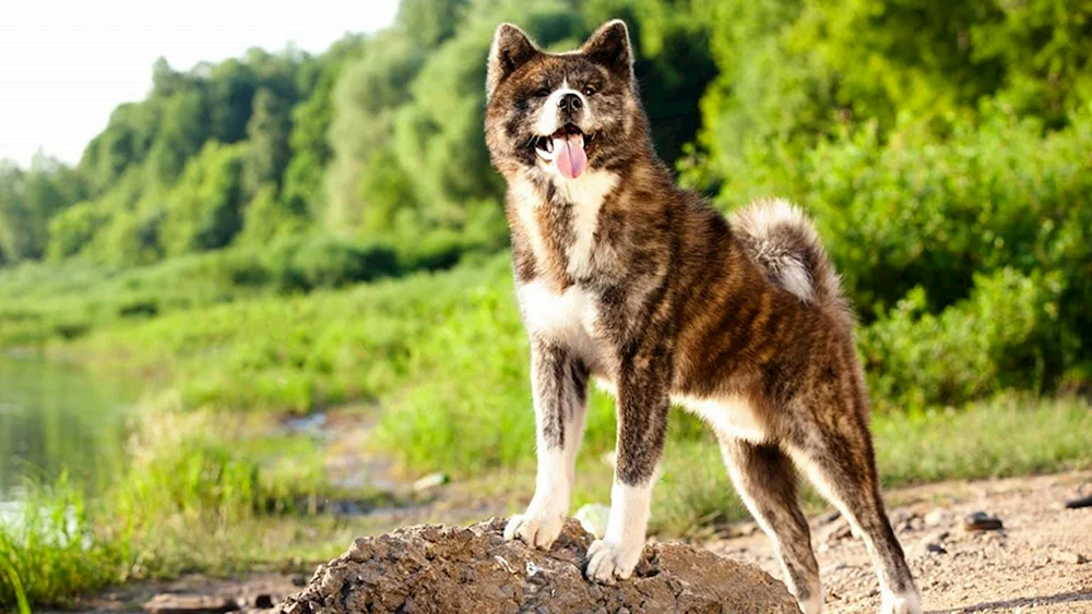 Akita Inu