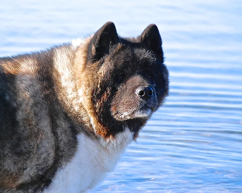 Amerikanisch Akita