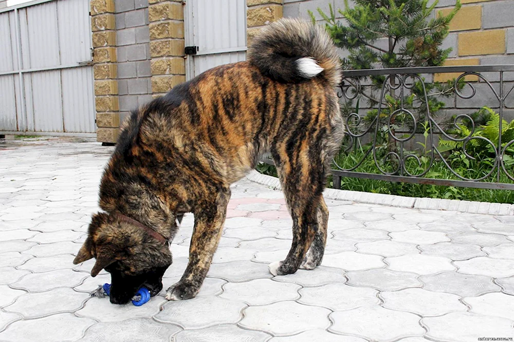 Akita Inu Amerikanischer Tiger