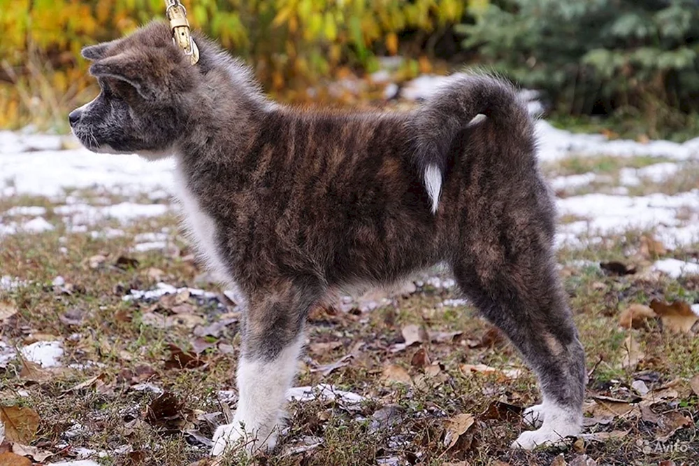 Akita Inu Amerikanischer Tiger