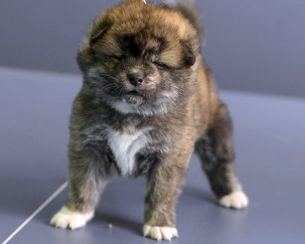 Akita Inu