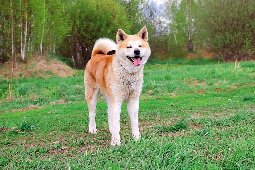 Amerikanischer Akita