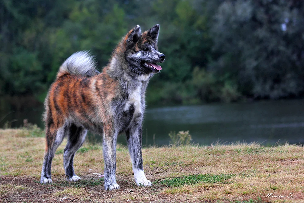 Akita Inu Tigerfarbe