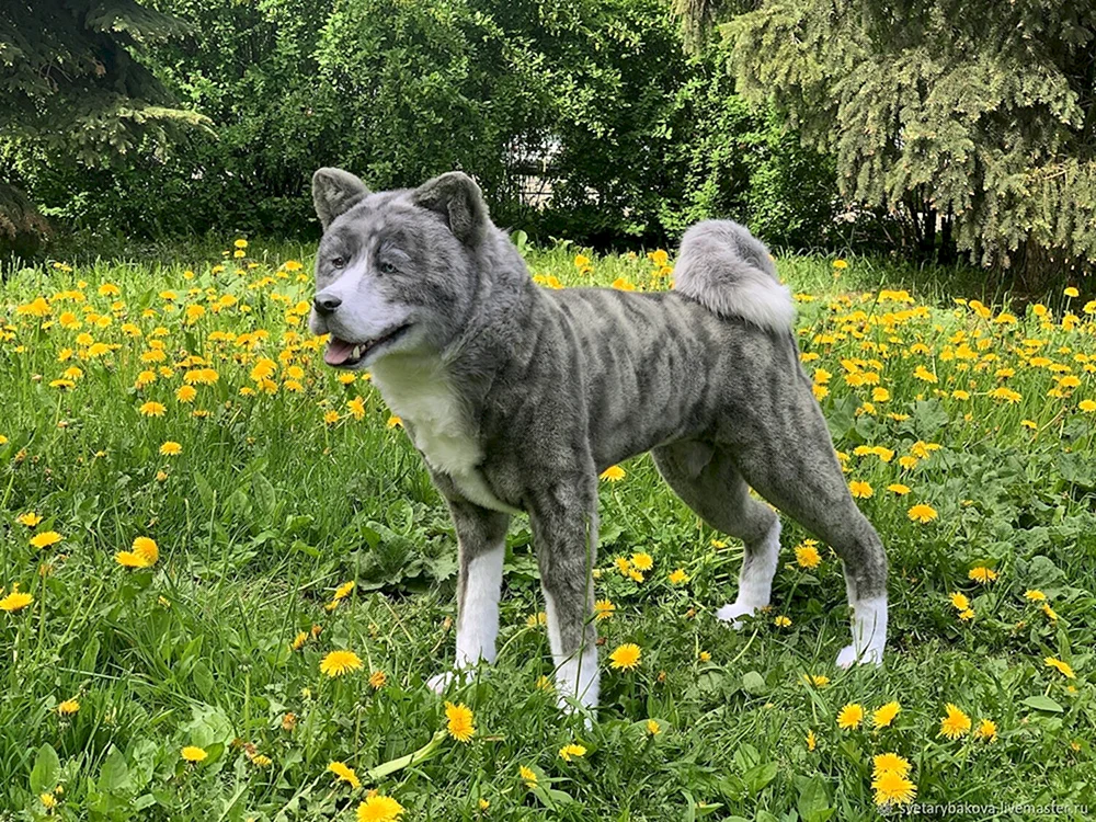 Akita Inu Tiger blau