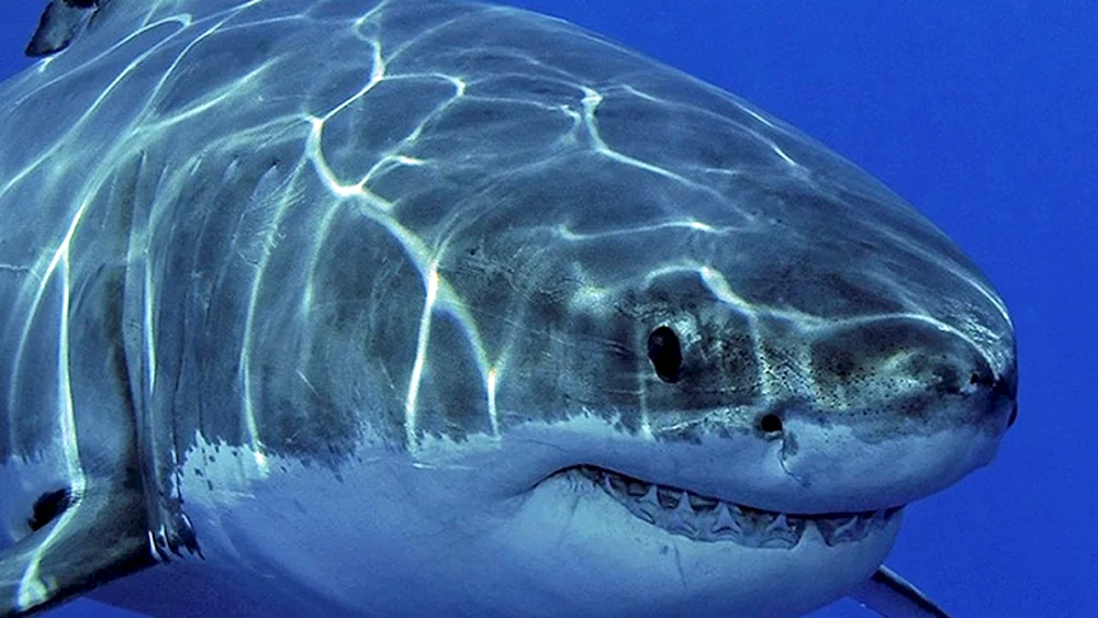 Carcharodon-Hai