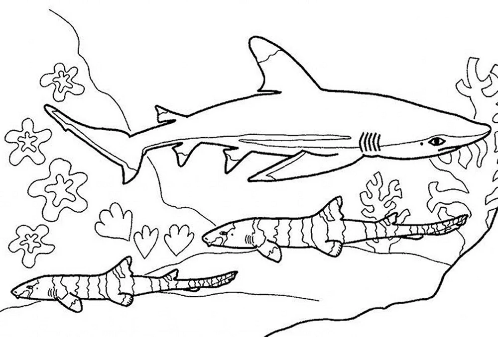 Haifarbe MEGALODON