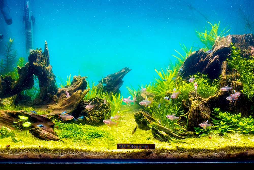 Aquascape Hintergrund für Aquarium Barbus Mountain Reclaimed Sea