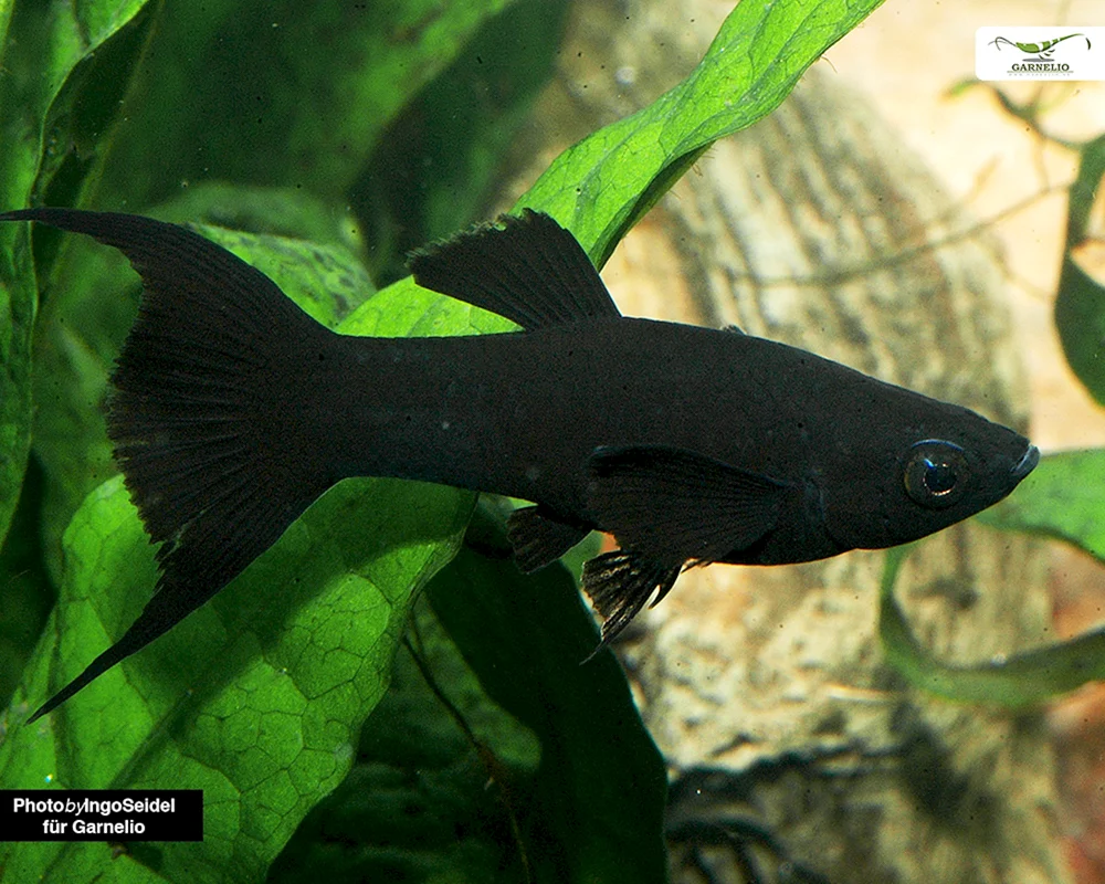 Schwarzer Molly Molliesia Aquarienfisch Mollinesia