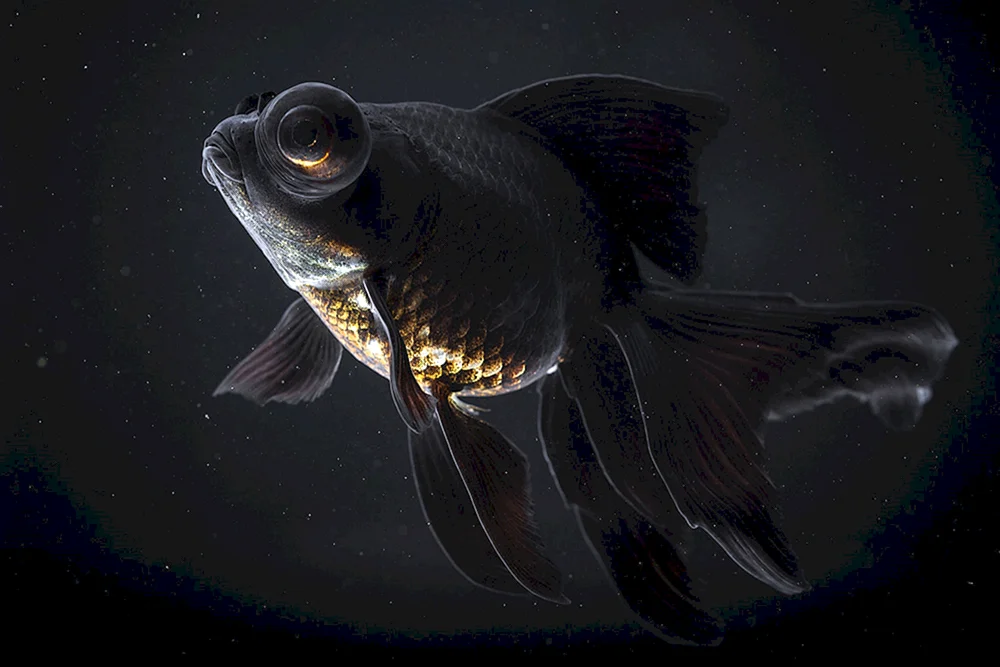 Goldfisch Aquarienteleskopfisch