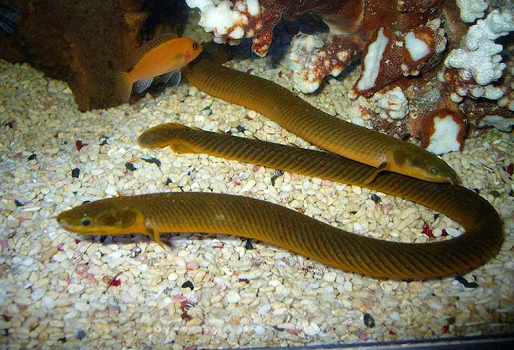 Aquarium Muräne