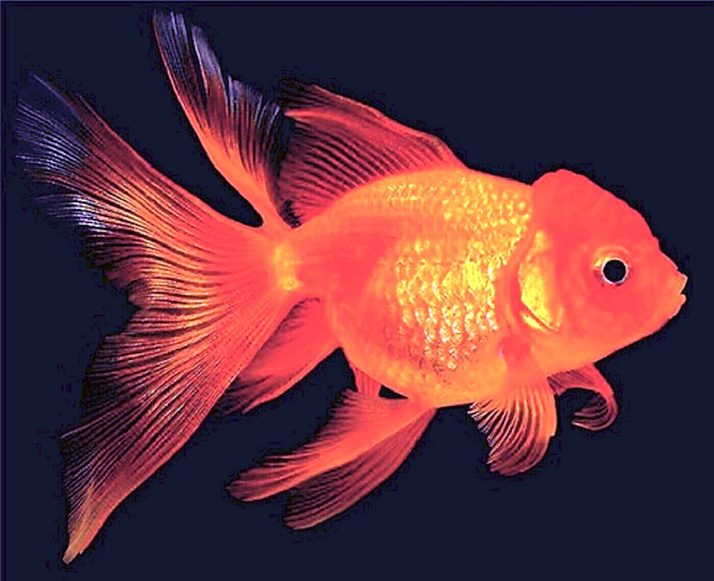Aquarium Goldfisch Orange