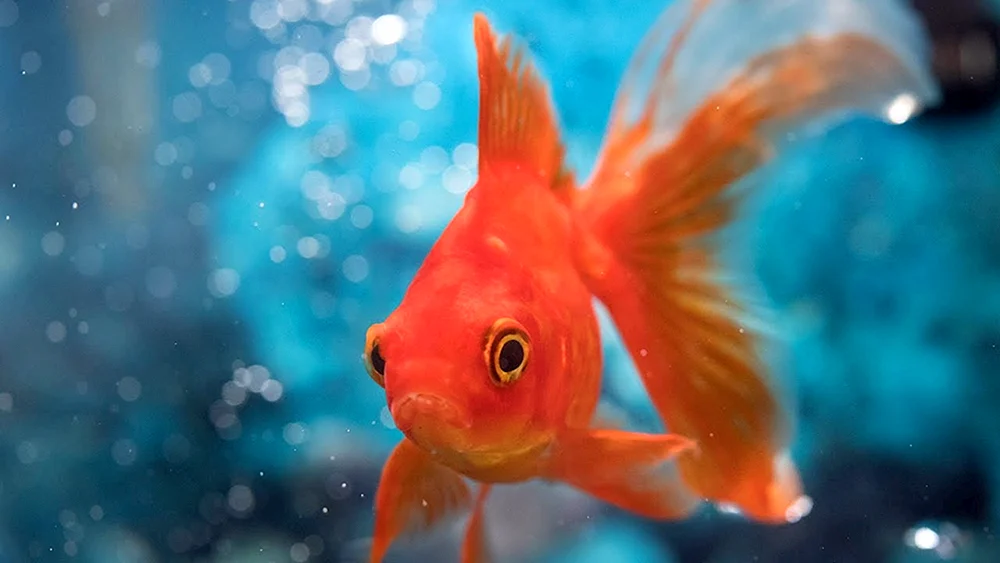 Goldfisch