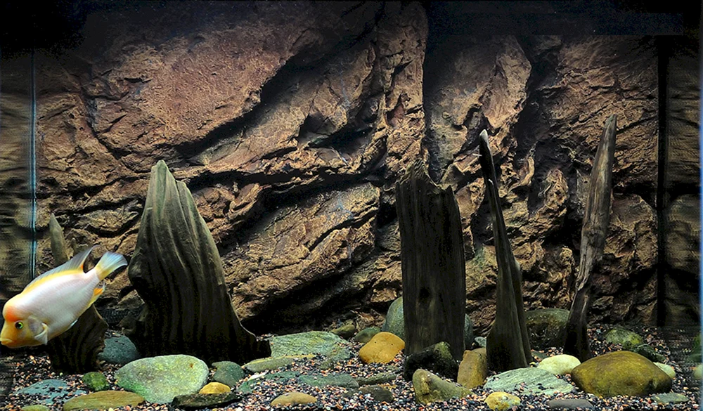 Korallenriff für Aquarium