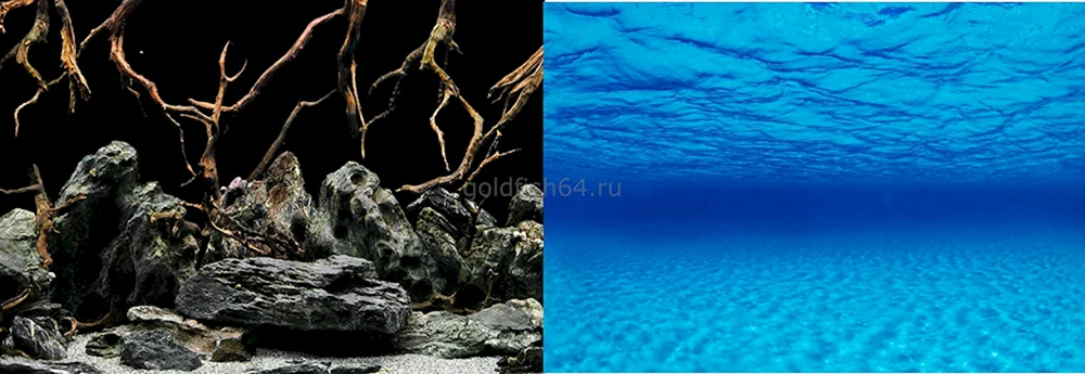 Barbus-Aquarienhintergrund