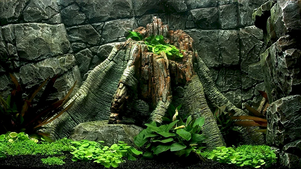 Algen für Aquarium