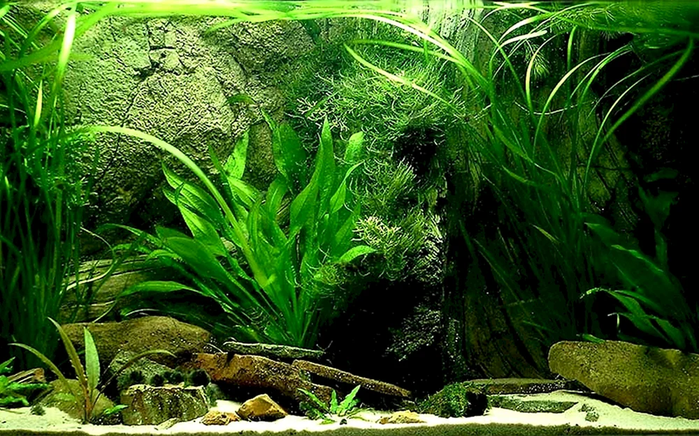 Hintergrund Aquarienhintergrund