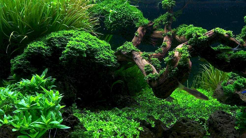 Aquascaping Takashi Amano