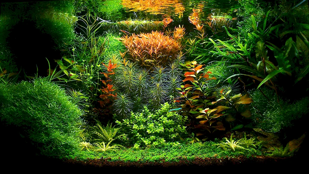 Aquarien-Desktop-Bildschirmschoner