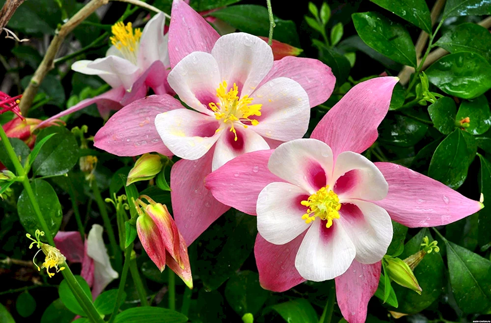 Aquilegia gold-blumig