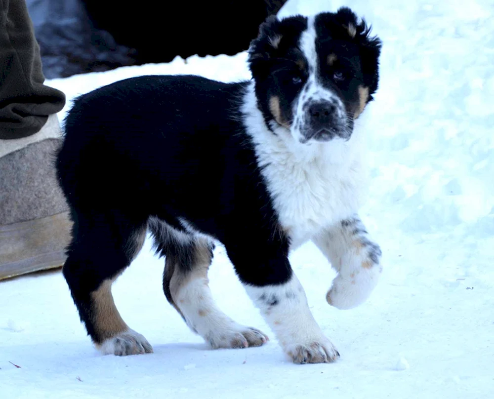 Mittelasiatischer Schäferhund alabai schwarz