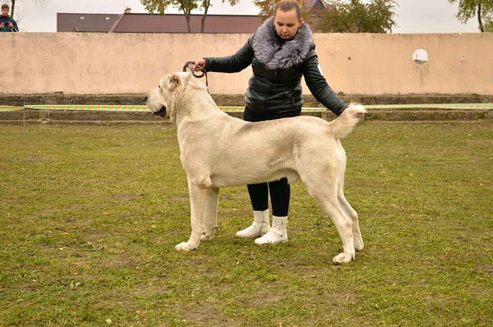 Türkischer Alabai Kangal