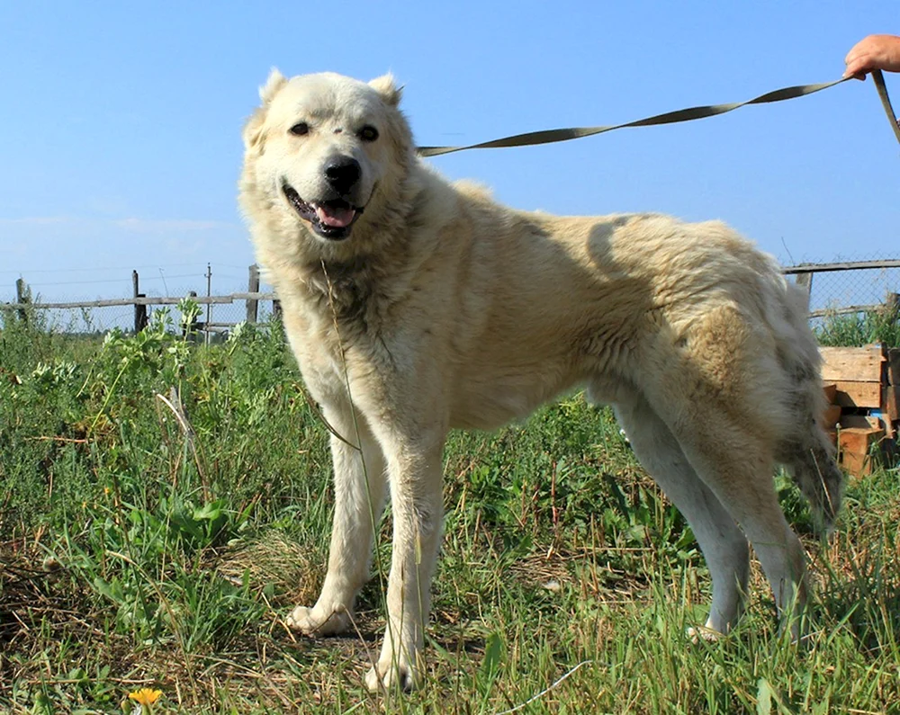 Alabai und kaukasischer Schäferhund
