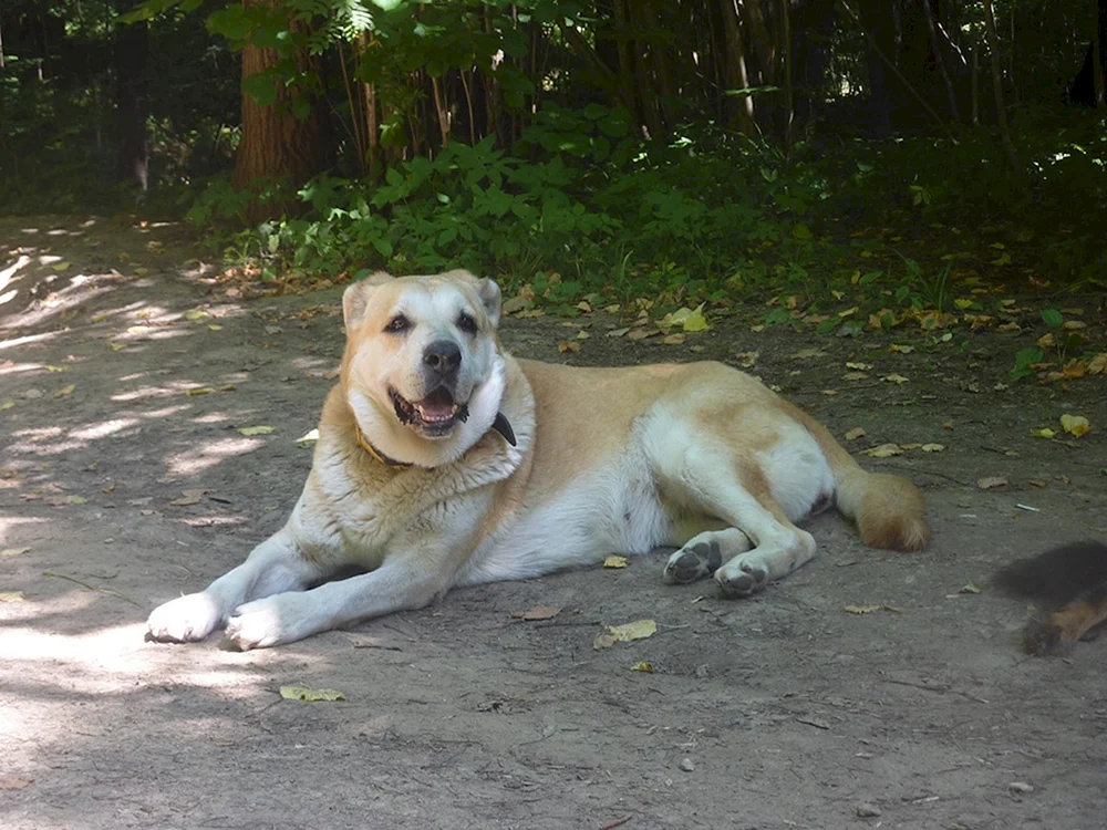 Alabai und Labrador-Mix