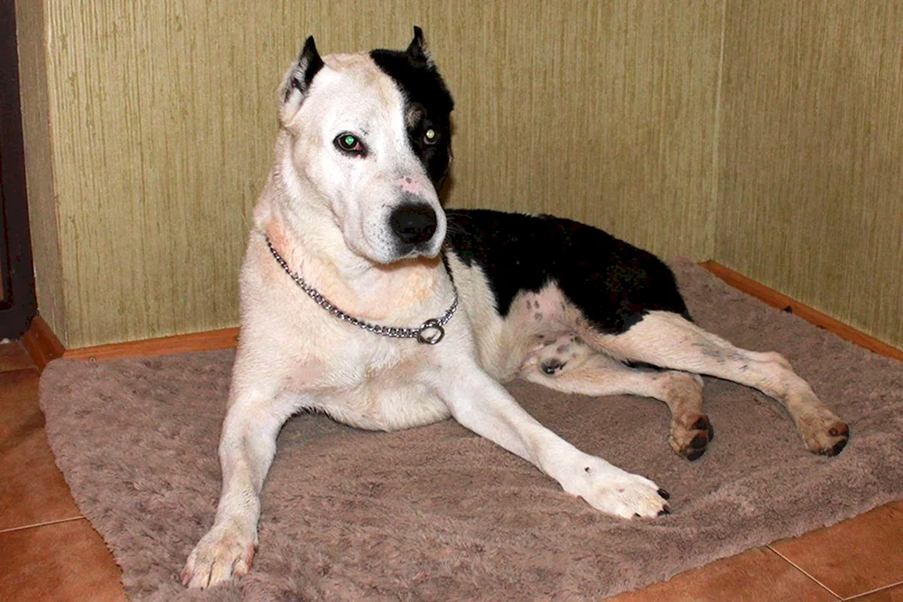 Alabai und Stafford Mix