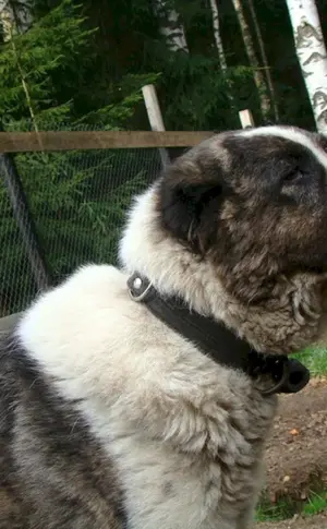 Alabai Kaukasischer Hütehund