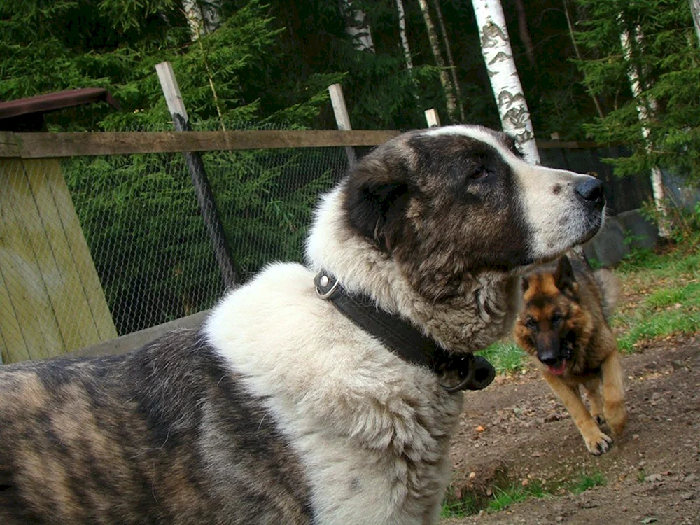 Alabai Kaukasischer Hütehund