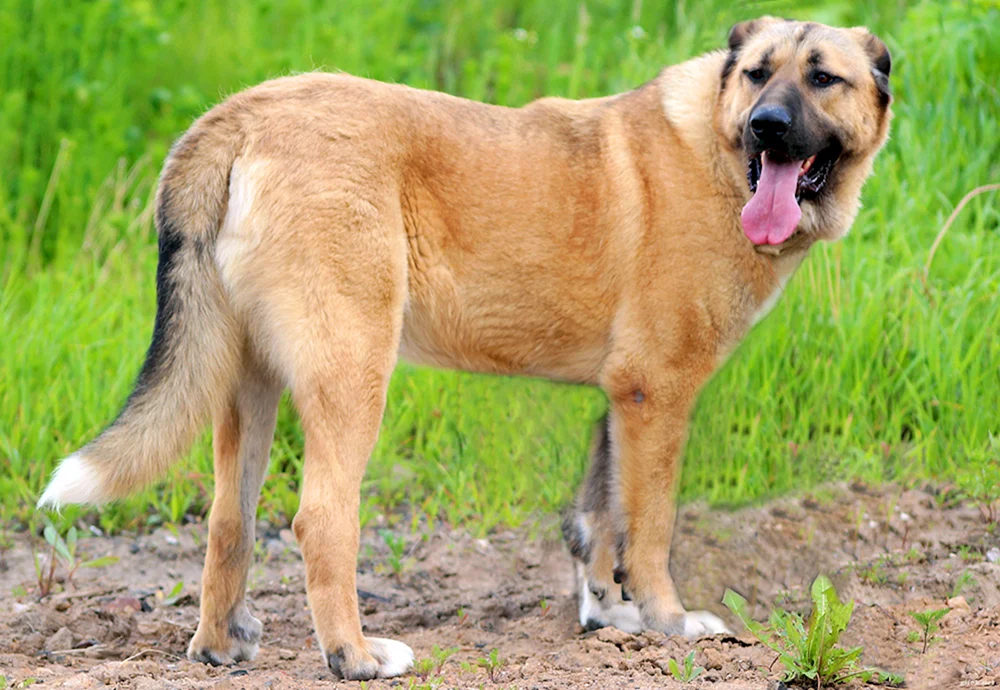 Alabai Mestize mit Schäferhund