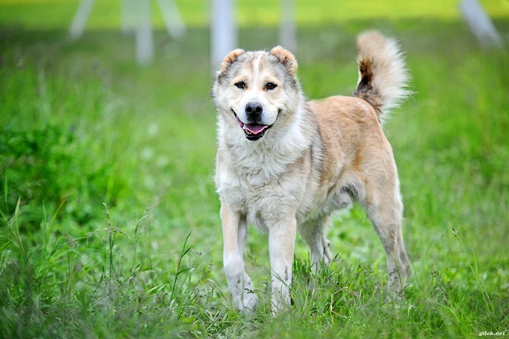 Alabai mit Husky