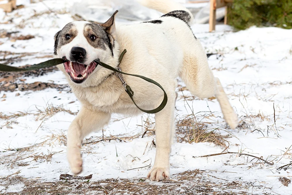 Alabai mit Husky
