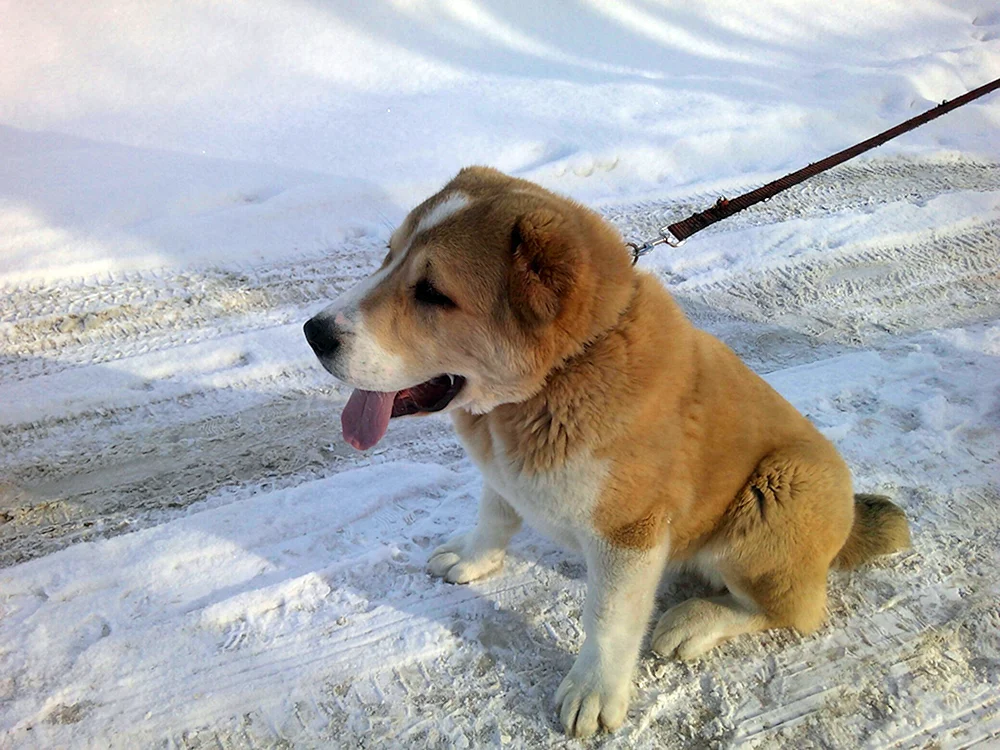 Alabai mit Husky