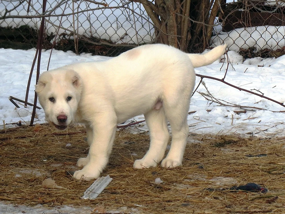 Alabai und Labrador-Mix métis Alabai
