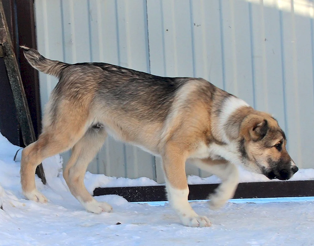 Alabai gekreuzt mit Deutschem Schäferhund