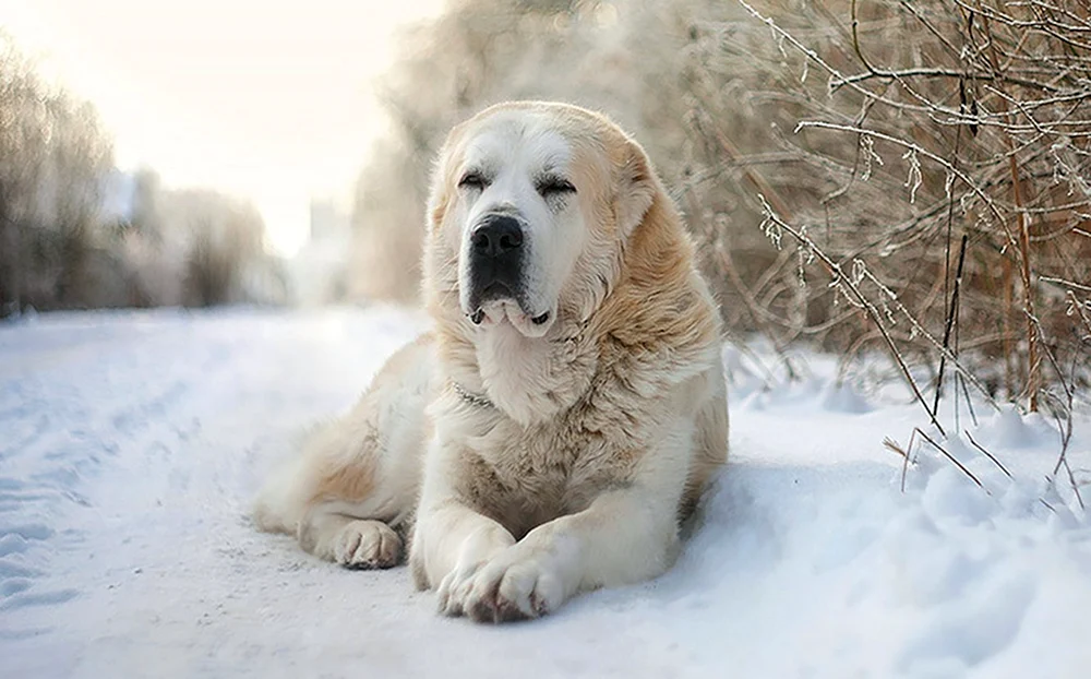 Mittelasiatischer Schäferhund Bulldozer