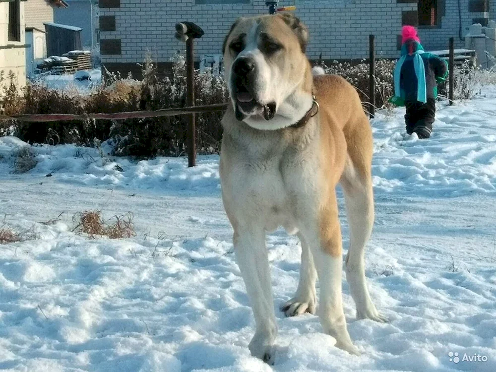 Fremder Zentralasiatischer Hirtenhund Alabai