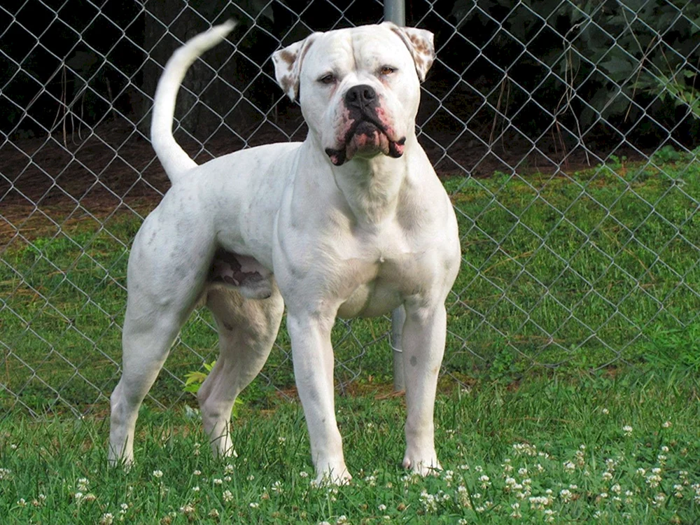 Amerikanische Bulldogge White